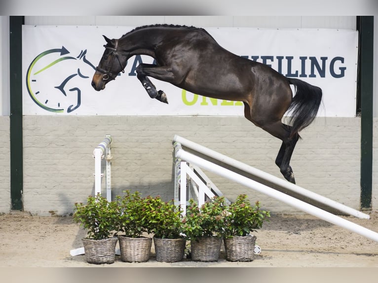 KWPN Jument 3 Ans 163 cm Bai brun in Heerde