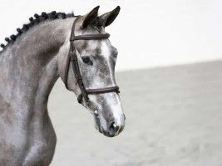 KWPN Jument 3 Ans 163 cm Gris in Heerde