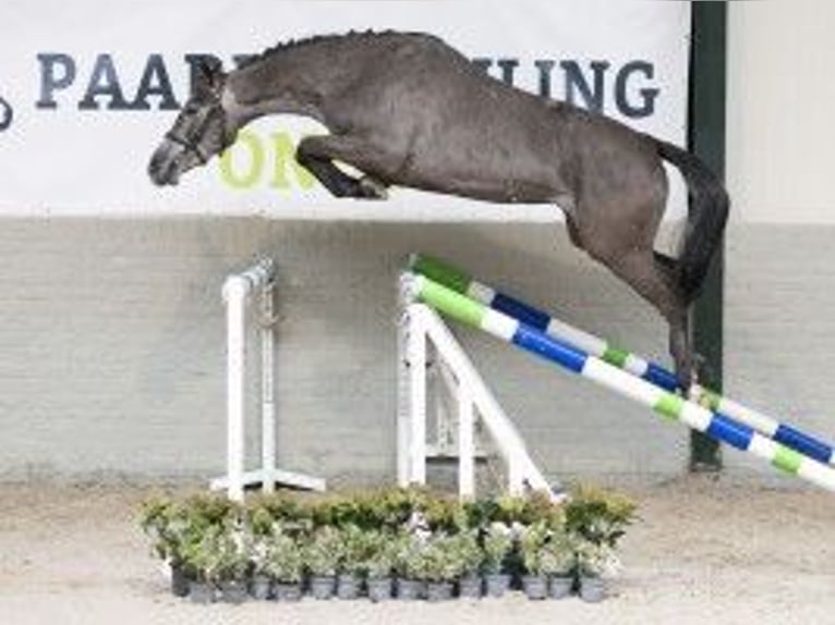 KWPN Jument 3 Ans 163 cm Gris in Heerde