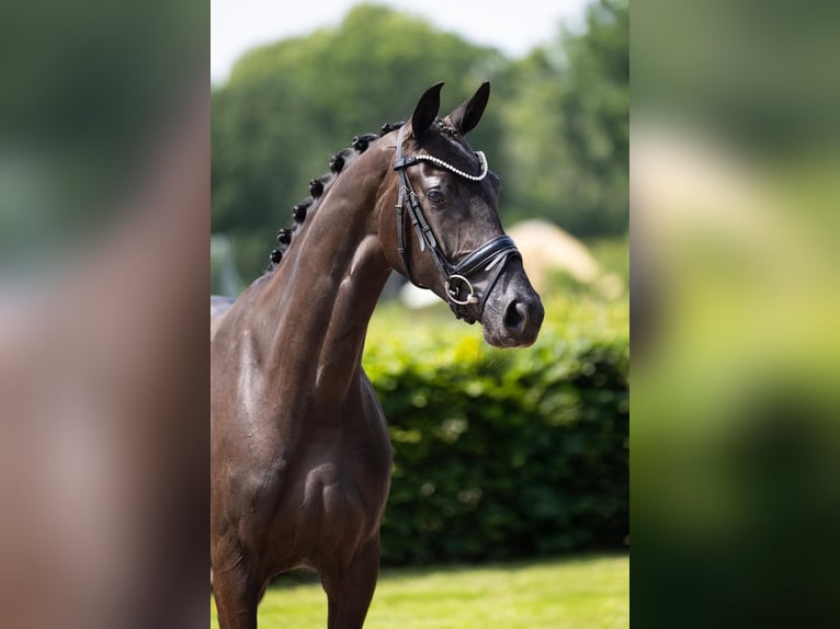 KWPN Jument 3 Ans 163 cm Noir in Vledderveen