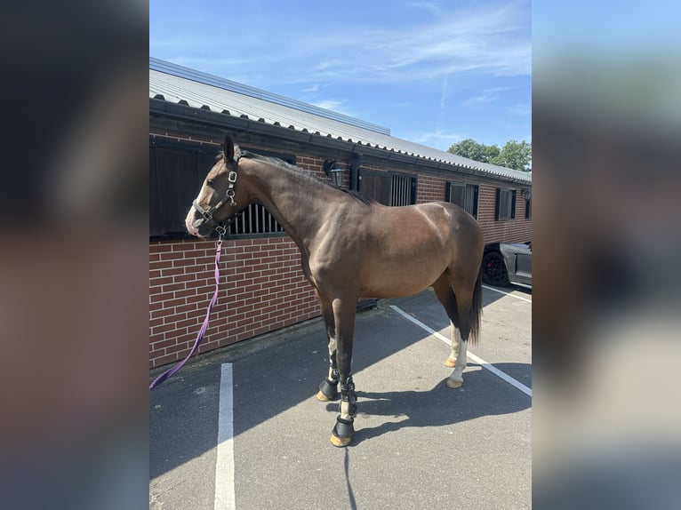 KWPN Jument 3 Ans 164 cm Bai brun in Zeewolde