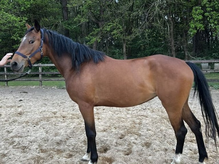 KWPN Jument 3 Ans 164 cm Bai in Odoorn