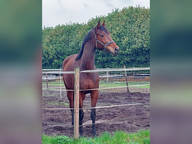 KWPN Jument 3 Ans 164 cm Bai in Mill