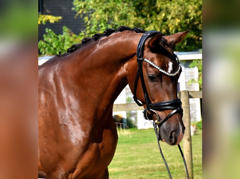 KWPN Jument 3 Ans 165 cm Alezan brûlé in Neuss