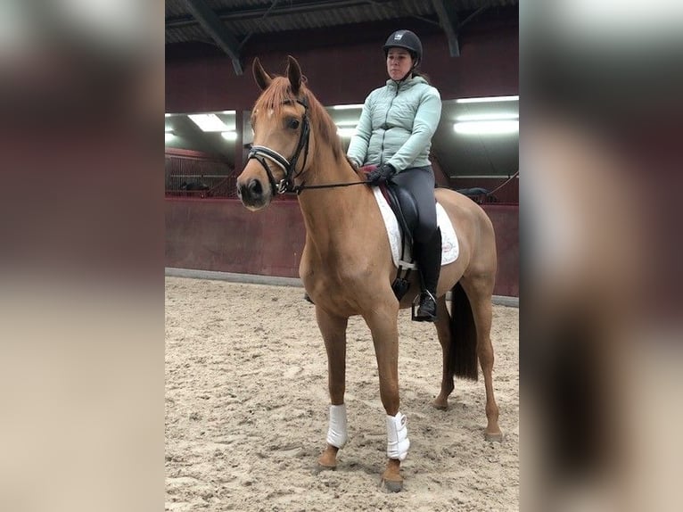 KWPN Jument 3 Ans 165 cm Alezan in Swifterbant