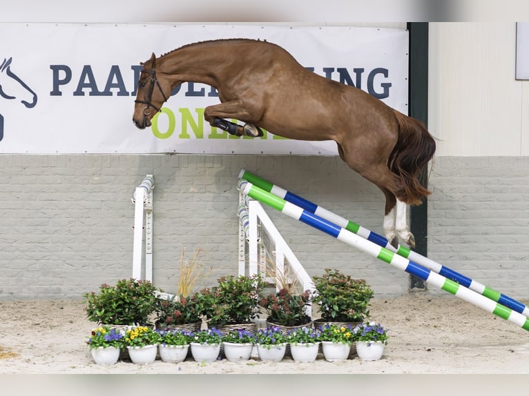 KWPN Jument 3 Ans 165 cm Alezan in Heerde