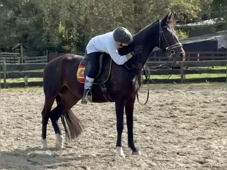 KWPN Jument 3 Ans 165 cm Bai brun in Zwartewaal