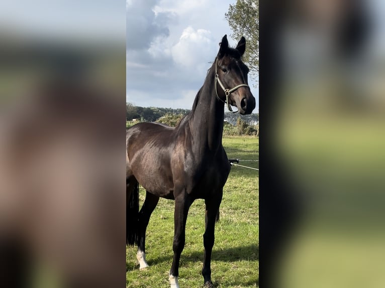 KWPN Jument 3 Ans 165 cm Bai brun in Zwartewaal