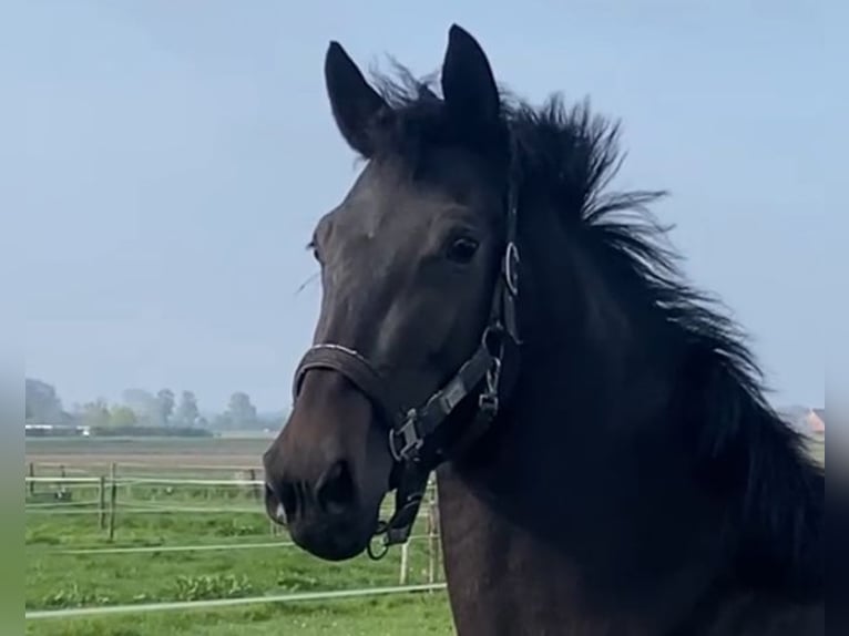 KWPN Jument 3 Ans 165 cm Bai brun foncé in Aarle Rikstel