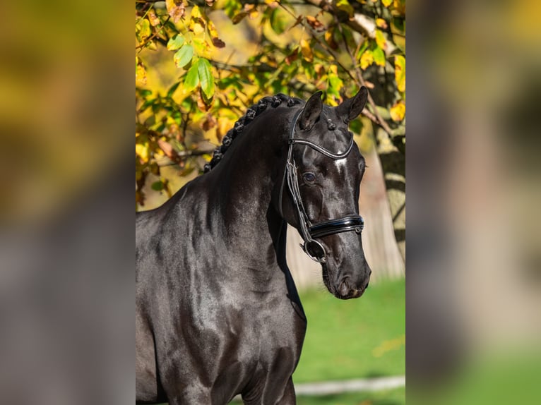 KWPN Jument 3 Ans 165 cm Bai brun foncé in GROTE-BROGEL