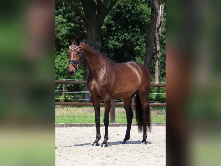 KWPN Jument 3 Ans 165 cm Bai in Loon op Zand