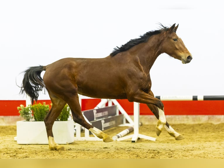 KWPN Jument 3 Ans 165 cm Bai in Waddinxveen