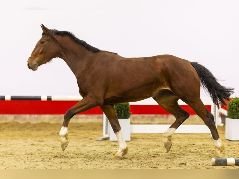 KWPN Jument 3 Ans 165 cm Bai in Waddinxveen