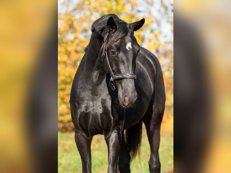 KWPN Jument 3 Ans 165 cm Noir in Peer