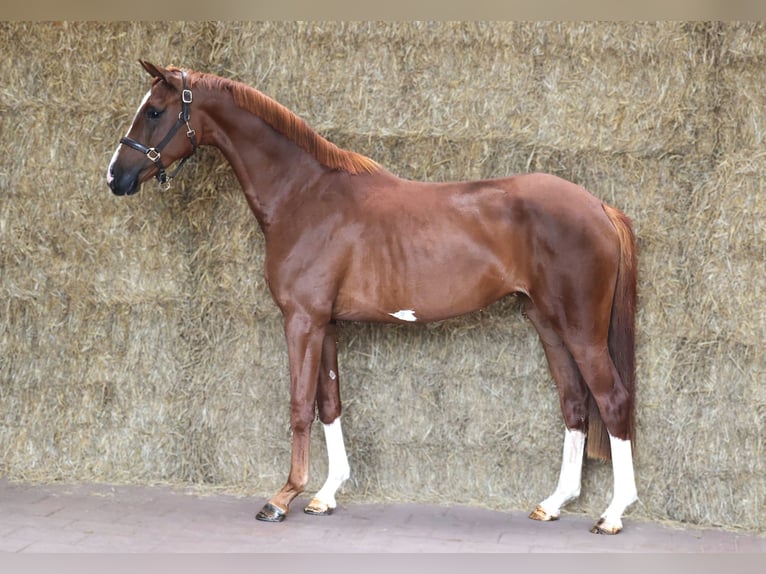 KWPN Jument 3 Ans 166 cm Alezan brûlé in Moergestel