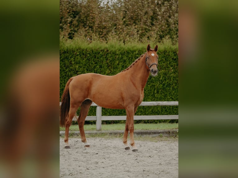 KWPN Jument 3 Ans 166 cm Alezan in Nijlen