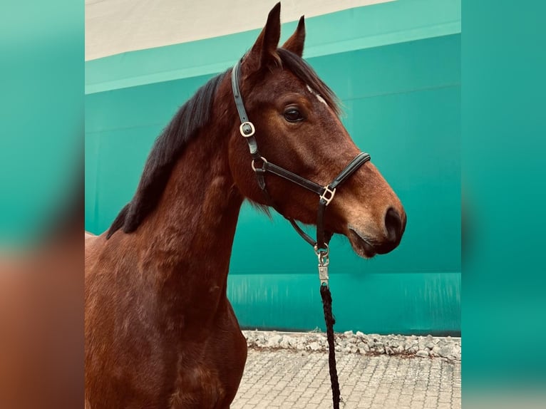 KWPN Jument 3 Ans 166 cm Bai brun in Hainsfarth