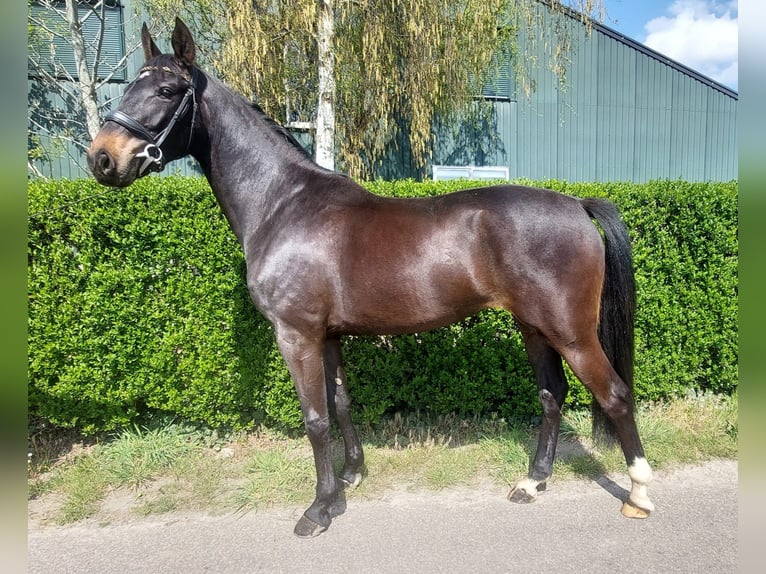 KWPN Jument 3 Ans 166 cm Bai brun foncé in Wouwse Plantage