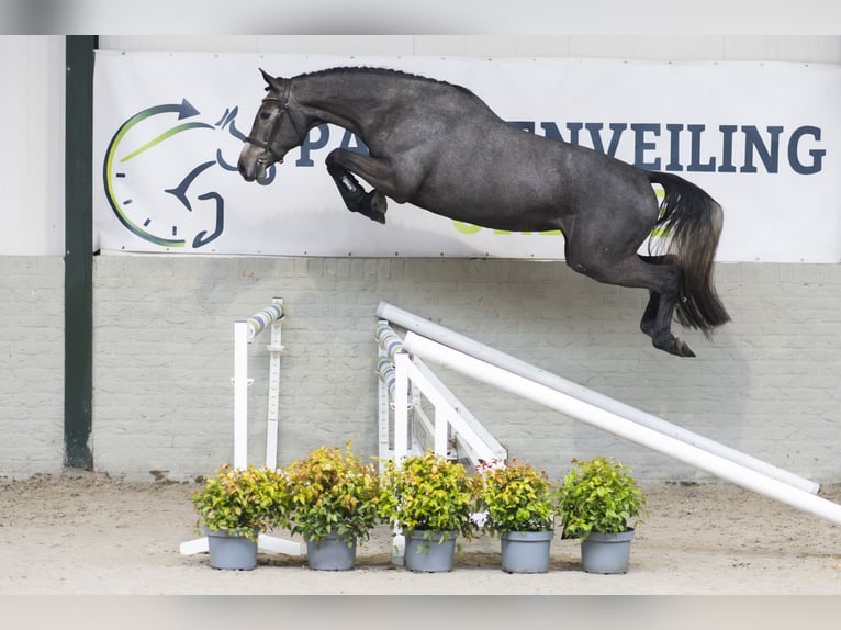 KWPN Jument 3 Ans 166 cm  in Heerde