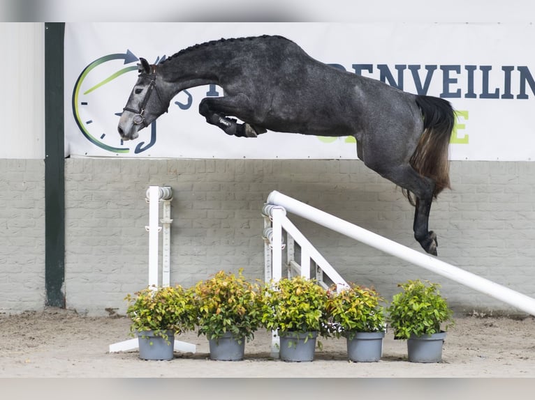 KWPN Jument 3 Ans 166 cm  in Heerde