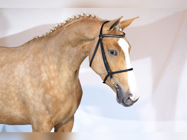 KWPN Jument 3 Ans 166 cm Palomino in Heerde