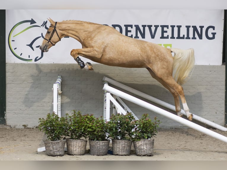 KWPN Jument 3 Ans 166 cm Palomino in Heerde