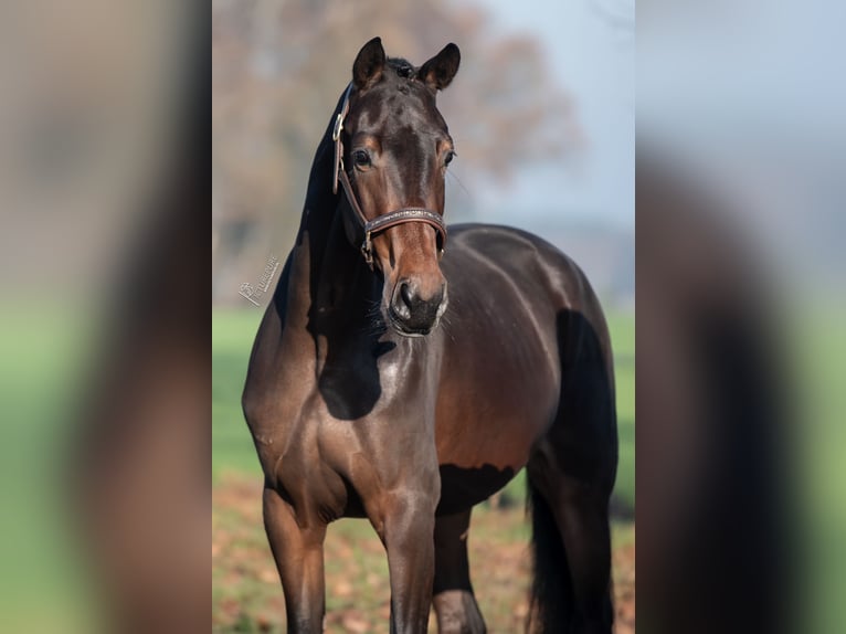 KWPN Jument 3 Ans 167 cm Bai brun in Peer