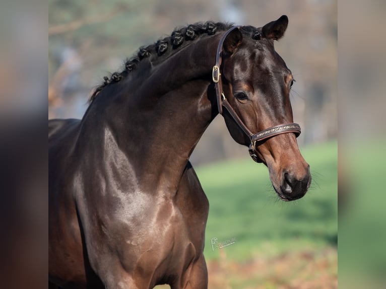 KWPN Jument 3 Ans 167 cm Bai brun in Peer