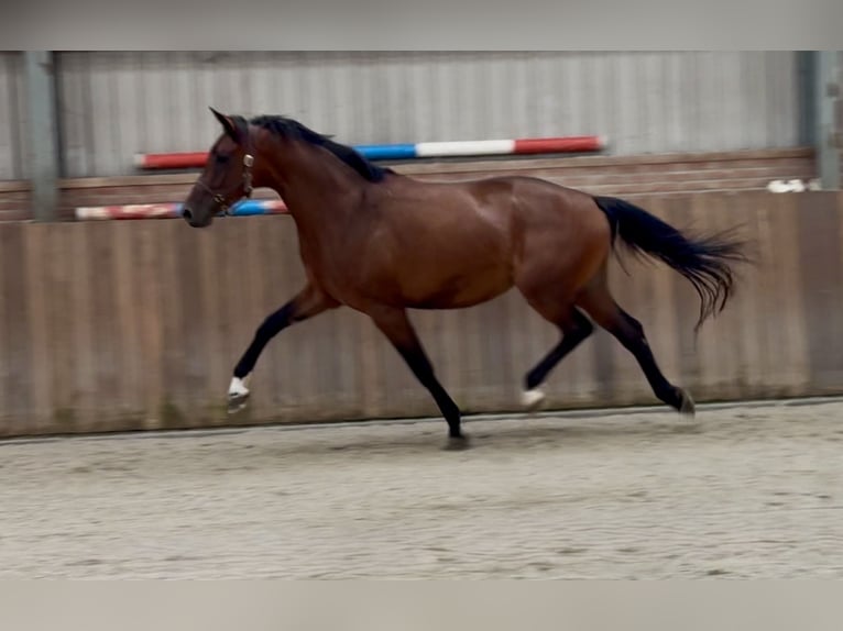 KWPN Jument 3 Ans 167 cm Bai in Zieuwent