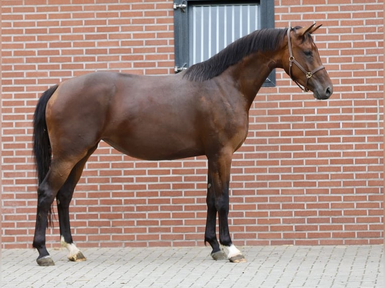 KWPN Jument 3 Ans 167 cm Bai in Zieuwent
