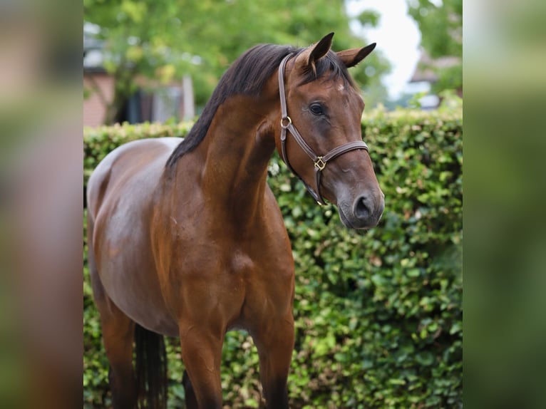 KWPN Jument 3 Ans 167 cm Bai in Zieuwent