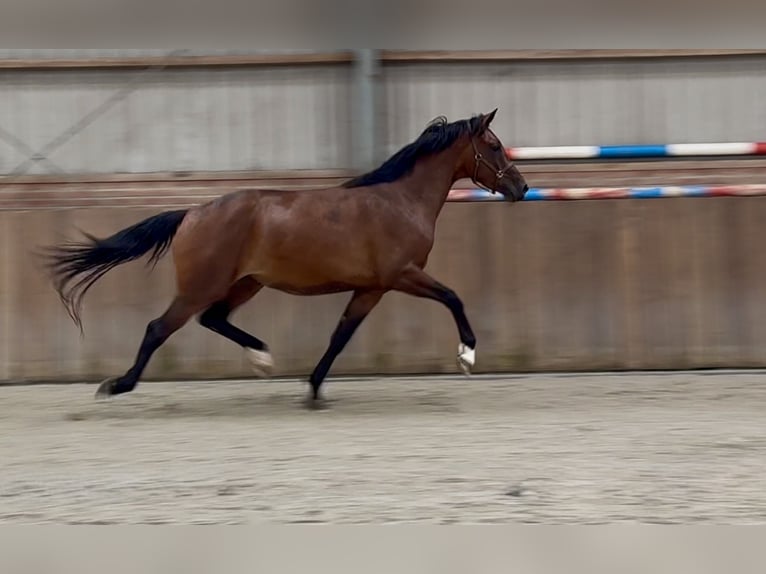 KWPN Jument 3 Ans 167 cm Bai in Zieuwent