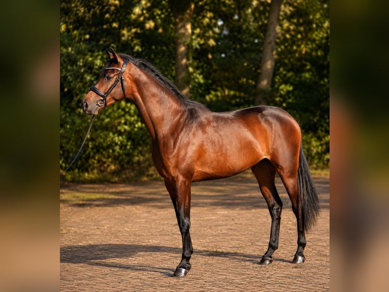 KWPN Jument 3 Ans 167 cm Bai in Diever