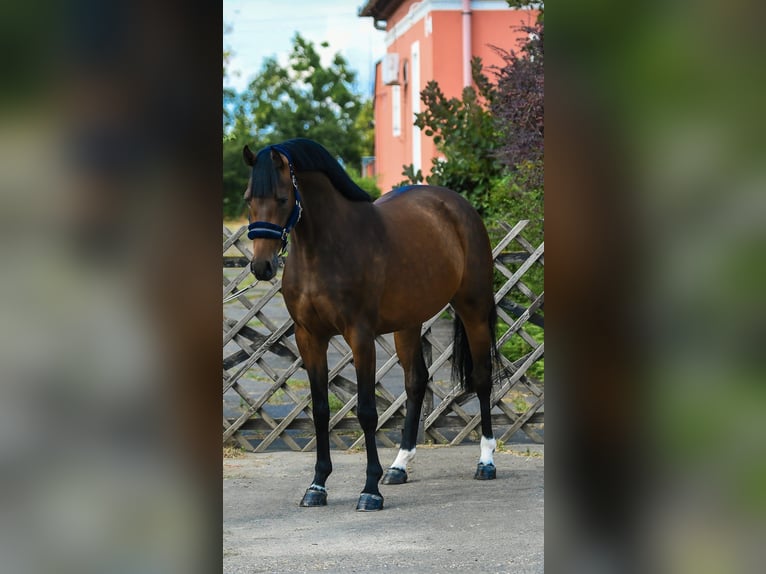KWPN Jument 3 Ans 167 cm Bai in Békéscharba