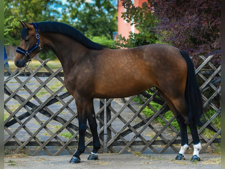 KWPN Jument 3 Ans 167 cm Bai in Békéscharba