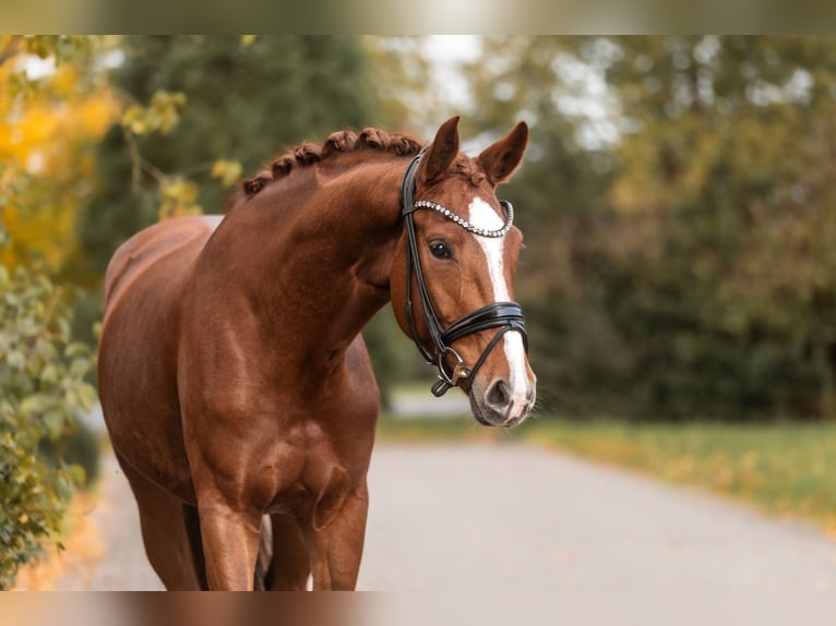 KWPN Jument 3 Ans 168 cm Alezan in Lippetal