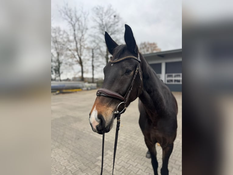 KWPN Jument 3 Ans 168 cm Bai brun in Stadtlohn