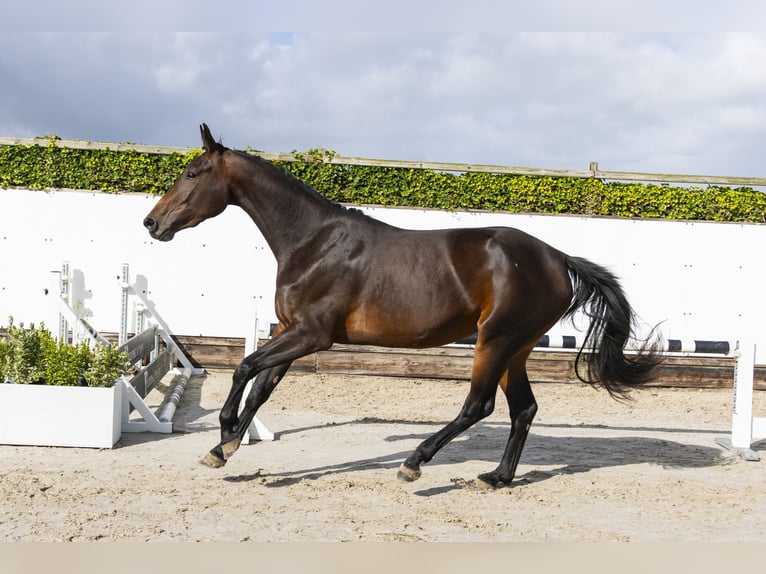 KWPN Jument 3 Ans 168 cm Bai brun in Waddinxveen