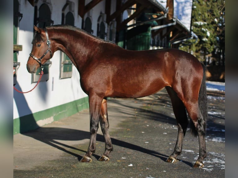 KWPN Jument 3 Ans 168 cm Bai in Murska Soboda