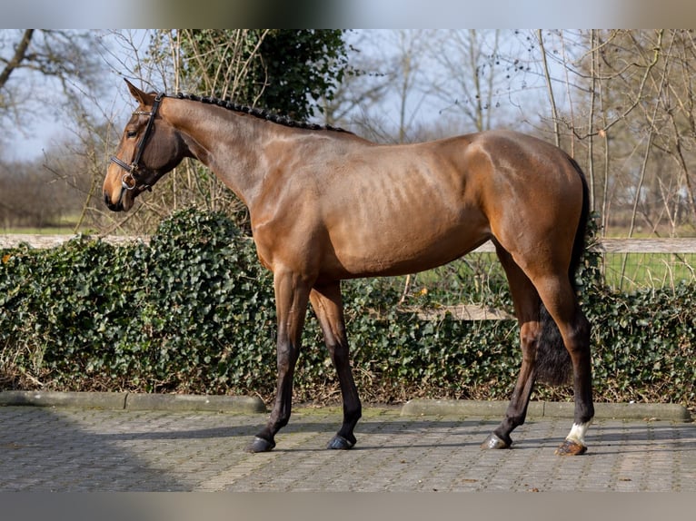 KWPN Jument 3 Ans 168 cm  in Heerde