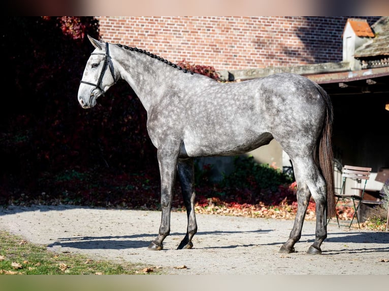 KWPN Jument 3 Ans 168 cm Gris pommelé in Poznań