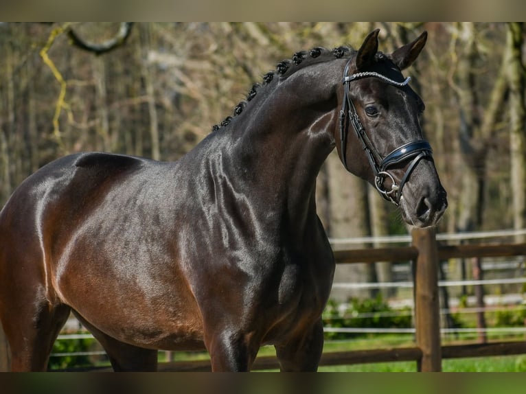 KWPN Jument 3 Ans 168 cm Noir in Loon op Zand