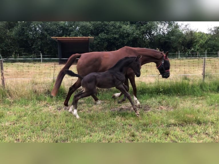 KWPN Jument 3 Ans 168 cm Noir in Lippelo