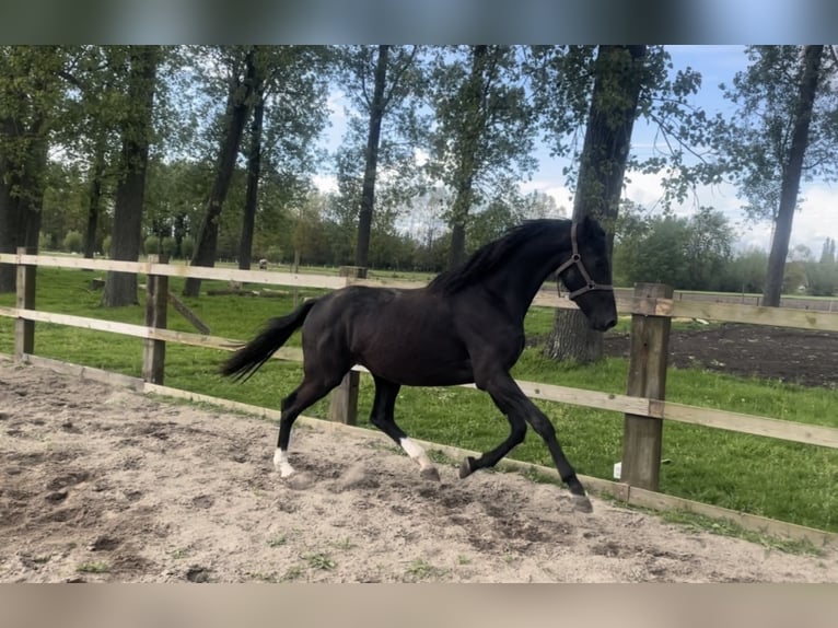 KWPN Jument 3 Ans 168 cm Noir in Puurs