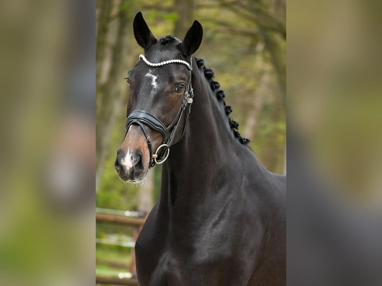 KWPN Jument 3 Ans 169 cm Bai brun in Loon op Zand