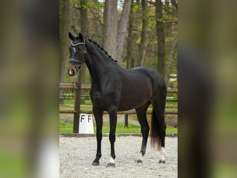 KWPN Jument 3 Ans 169 cm Bai brun in Loon op Zand