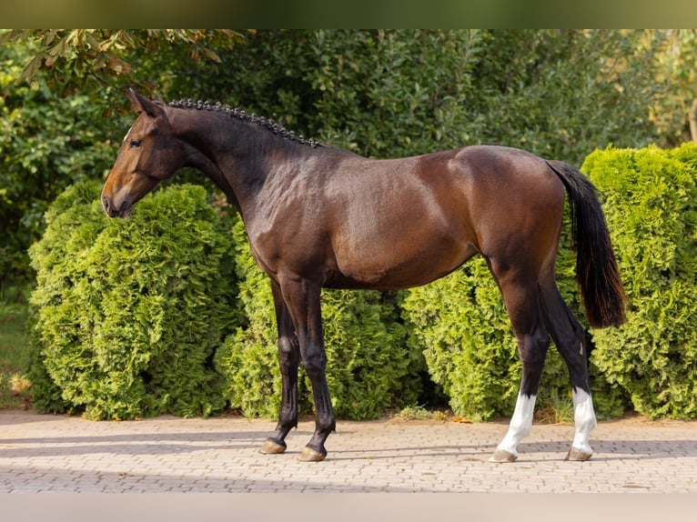 KWPN Jument 3 Ans 169 cm Bai brun in Osina