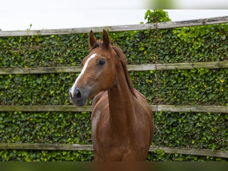 KWPN Jument 3 Ans 170 cm Alezan in Waddinxveen