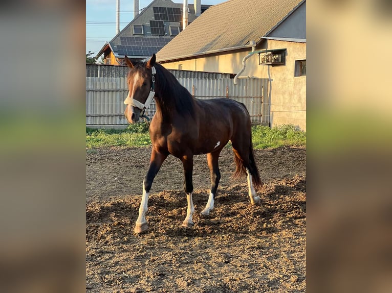 KWPN Jument 3 Ans 170 cm Bai brun in Jászberény