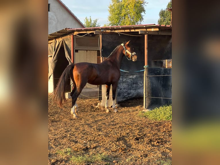 KWPN Jument 3 Ans 170 cm Bai brun in Jászberény